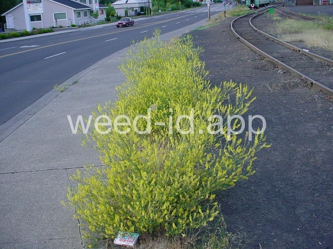 sweetclover, yellow